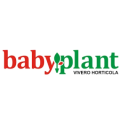 Baby-Plant
